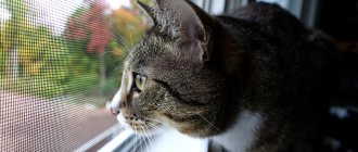 “Anti-cat”: window mesh to protect pets