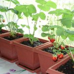 how to grow strawberries on the balcony