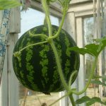 picture of watermelon on the balcony