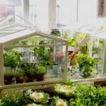 picture of micro greenhouse