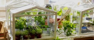 picture of micro greenhouse